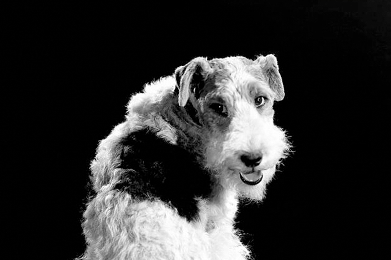 asta dog the thin man