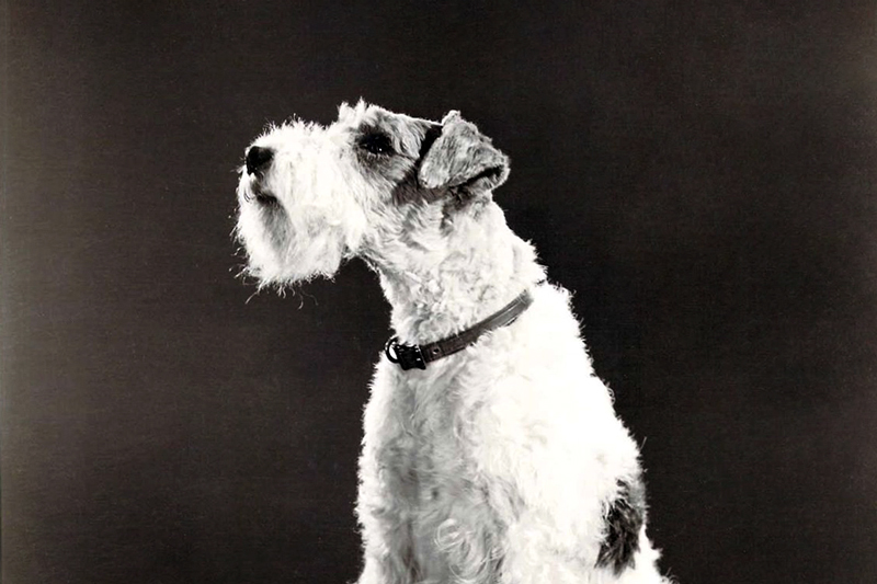 asta dog the thin man